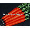 All Colors Carrot Seeds Price